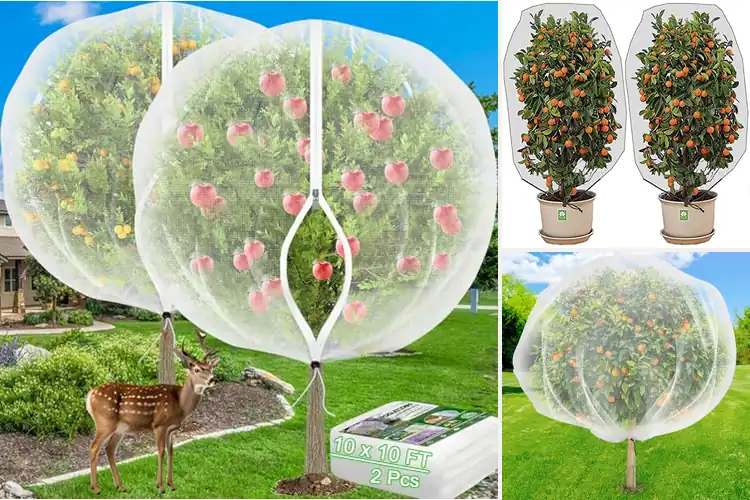 Detailed view of Best Citrus Tree Covers