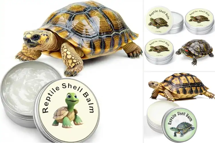 Detailed view of Best Tortoise Moisturizers: Smooth, Healthy Shell Care Guide