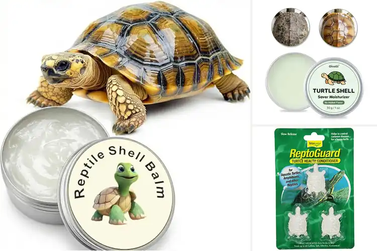 Detailed view of Best Turtle Shell Conditioners for Smooth, Healthy Shells